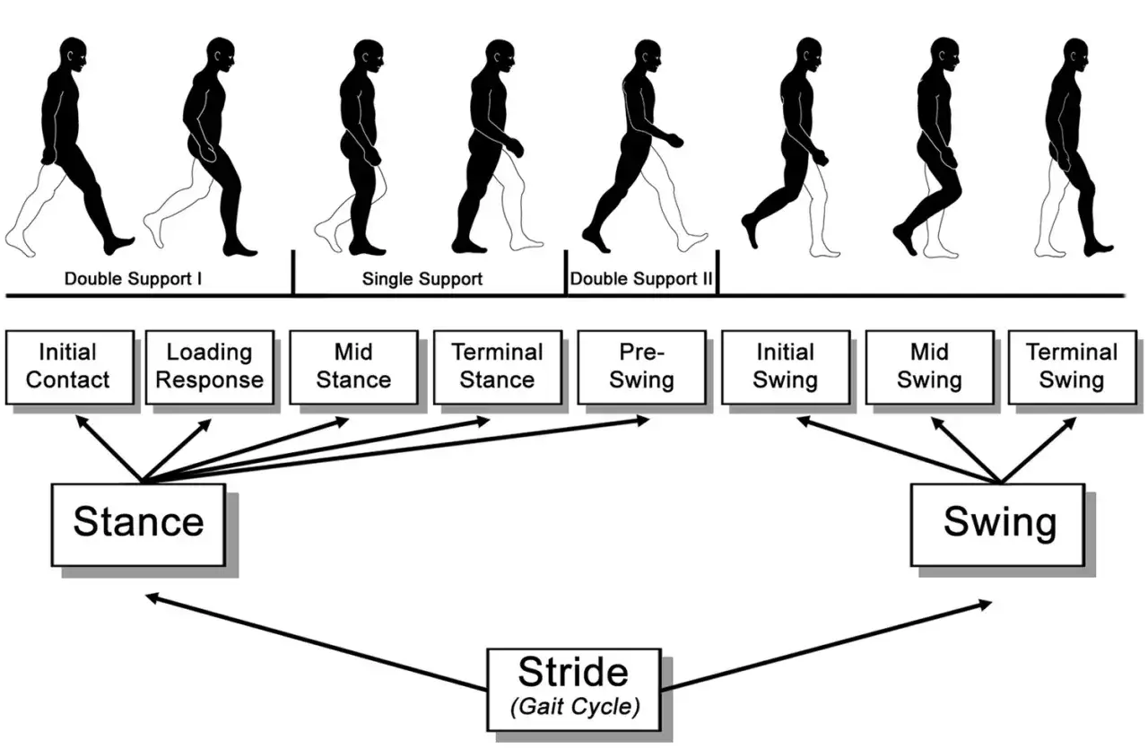 Diagramma delle fasi della camminata: dal contatto iniziale al passo, illustrando i momenti di doppio e singolo appoggio. Le tinetti scala sono rappresentate in sequenza.
