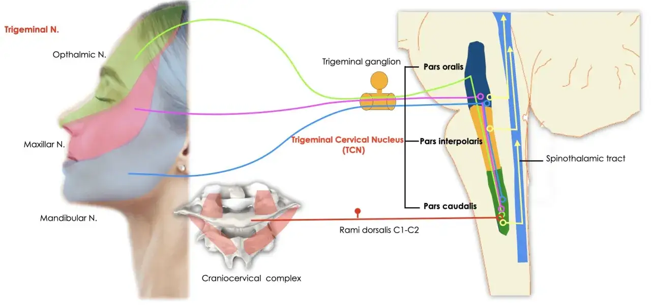 Schema del nervo trigemino e del nucleo trigemino cervicale (TCN) che riceve input dai rami dorsali C1-C2.