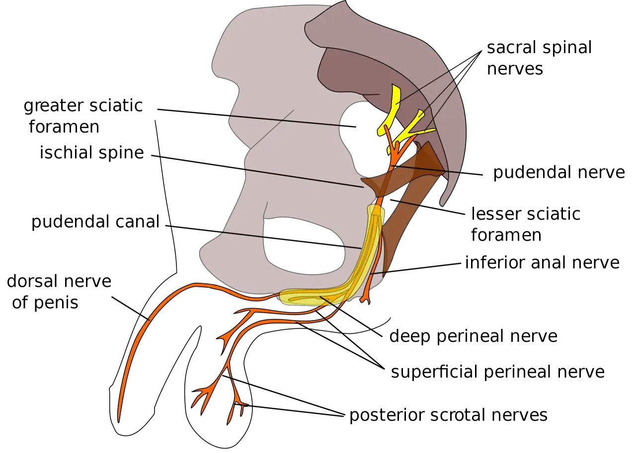 Diagramma anatomico che mostra il nervo pudendo e le sue ramificazioni nel bacino e nell'area genitale.