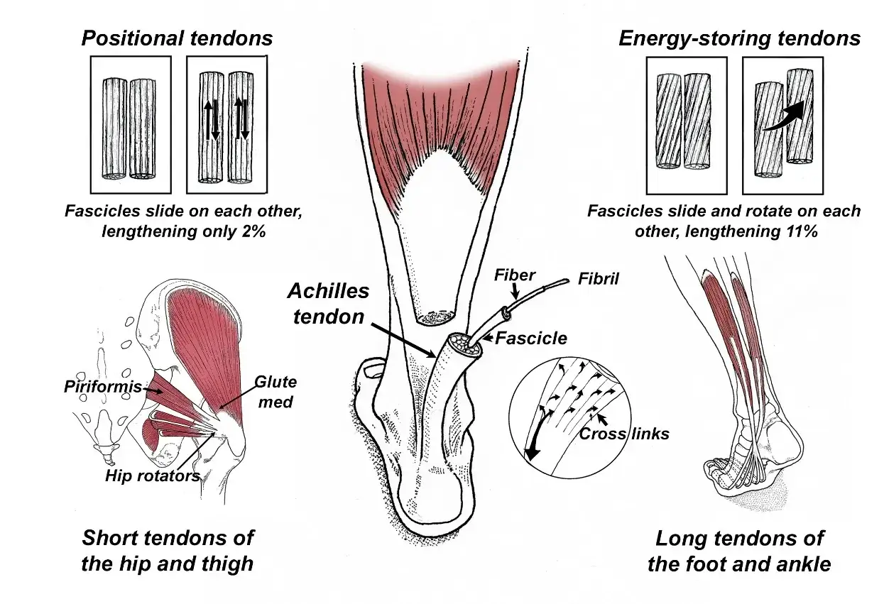 Illustrazione anatomica dei tendini della gamba, dell'anca e del piede, con dettagli sui tendini posizionali, di accumulo energetico e corti.
