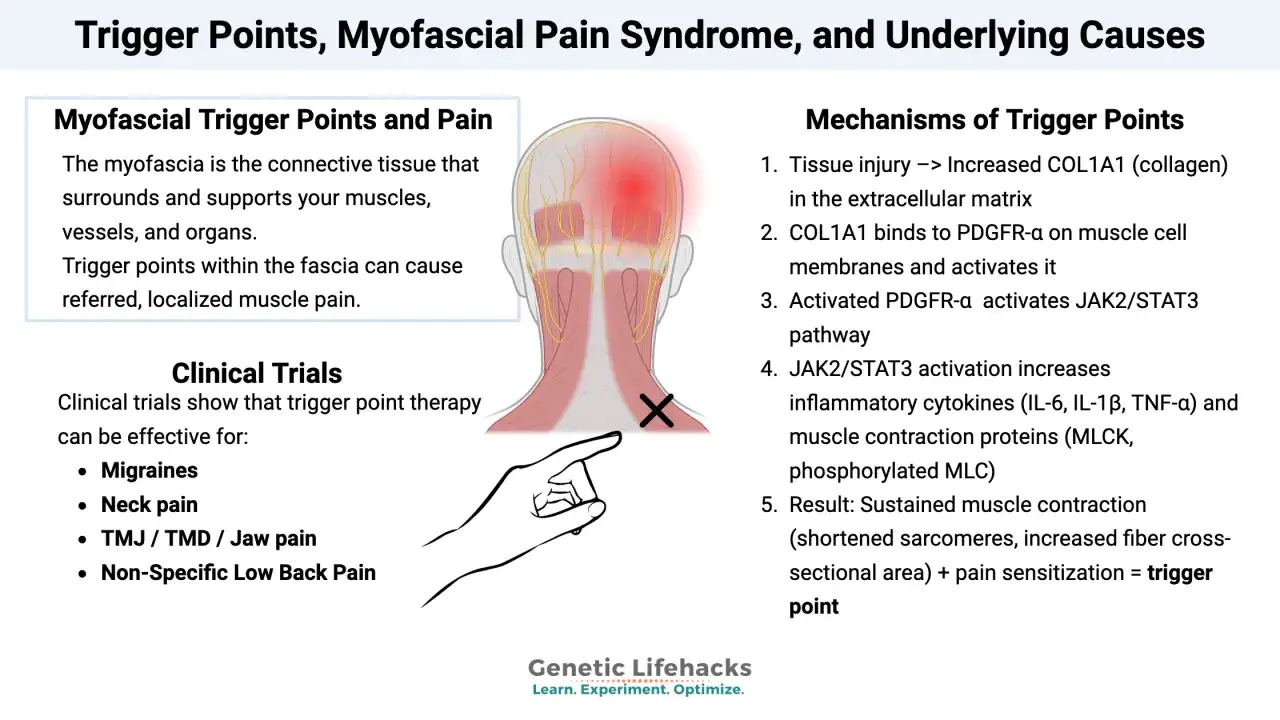 Dolore al collo e sindrome miofasciale cervicale sintomi: l'immagine illustra i trigger point e le cause.