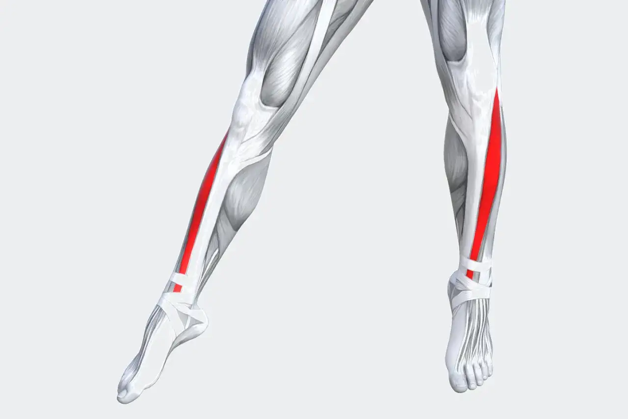 Muscolatura della gamba con evidenziato il tendine tibiale anteriore, fondamentale per il movimento del piede.