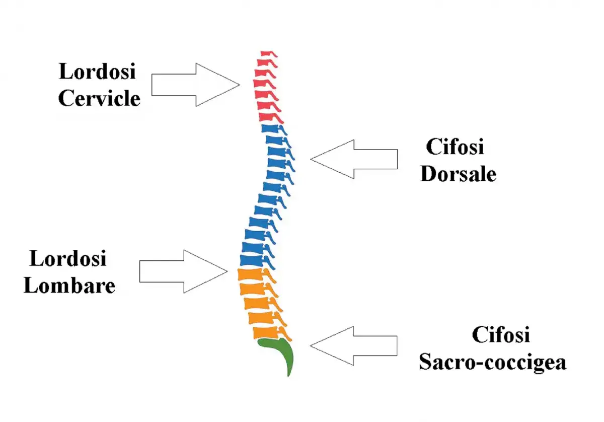 Schema della colonna vertebrale che illustra lordosi cervicale, cifosi dorsale e lordosi lombare.